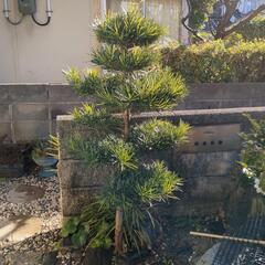 1 庭木