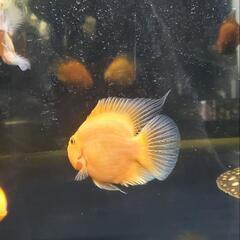 熱帯魚　キングコングパロットの画像