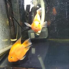 熱帯魚　キングコングパロットの画像