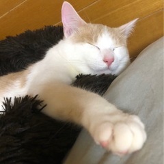 ミルミル　4歳　男の子