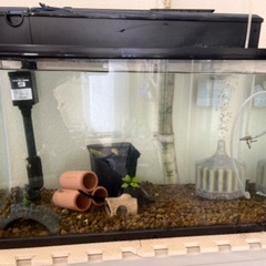 屋外飼育のエビ水槽セット一式です。