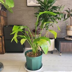 ストレリチアレギネ3株　(約85cm・9号鉢・サスティつき)
