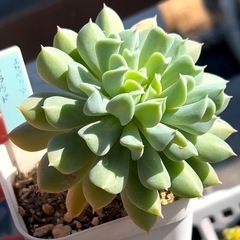 【お話中】多肉植物♡エケベリア 【クラウド】