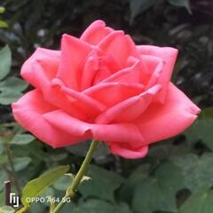 通話メンタルグルチャ - 柏市