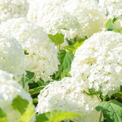 短期・長期どちらも大歓迎です❤️　働きたい日だけ働ける❗❗　🌈建...