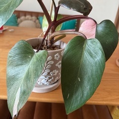 ピンクプリンセス　観葉植物