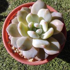 多肉植物