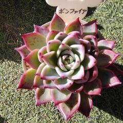 多肉植物