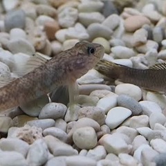 決まりました★　ヨシノボリ（ハゼ）飼ってくれる方。