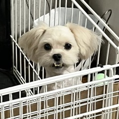 ペキニーズ×プードル　ミックス - 北足立郡