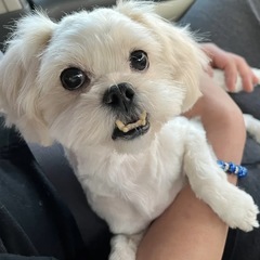 ペキニーズ×プードル　ミックス - 犬