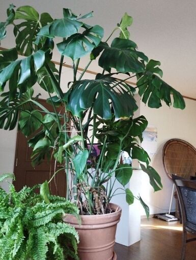 観葉植物　モンステラ