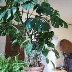 観葉植物　モンステラ