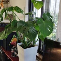 モンステラ