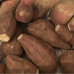 採れたて‼️さつまいも　紅はるか　１kg200円〜