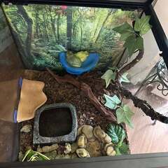 アマガエルペア
