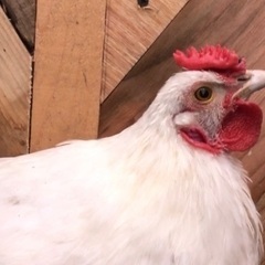 鶏　にわとり　アローカナ烏骨鶏ミックス　雄
