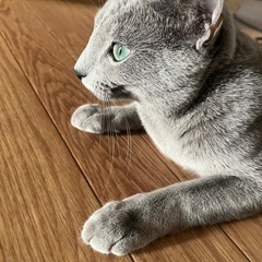 急募