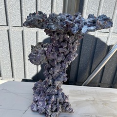 ライブロック　海水魚の画像