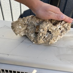 ライブロック　海水魚の画像