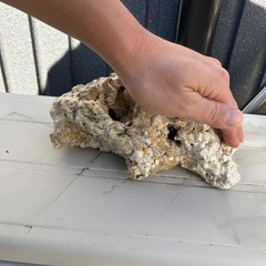 ライブロック　海水魚の画像
