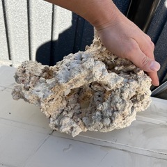 ライブロック　海水魚の画像