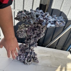 ライブロック　海水魚