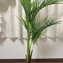 観葉植物　アジアンテイスト