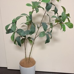 観葉植物