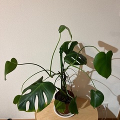 モンステラの画像