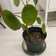 観葉植物　ペペロミア　鉢付き