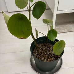 観葉植物　ペペロミア　鉢付きの画像