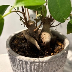 観葉植物　ガジュマルの画像