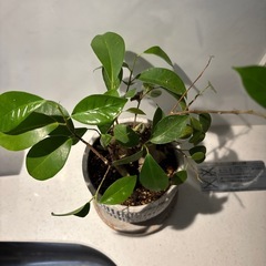 観葉植物　ガジュマルの画像