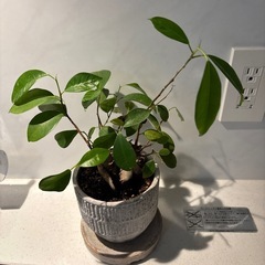 観葉植物　ガジュマル