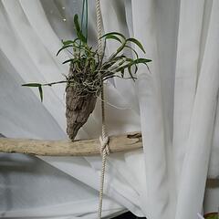 植物　セッコク　ラン　ハンギング