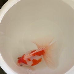 ブロードテール琉金　金魚