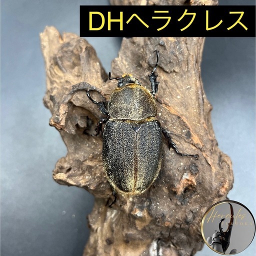 【新成虫】DHヘラクレス♀単60mm②※送料事前連絡にて変更可 ※直接受け渡しに変更可