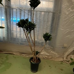 観葉植物　ドラセナコンパクタ