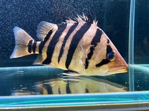 値下げしました  
ダトニオプラスワン