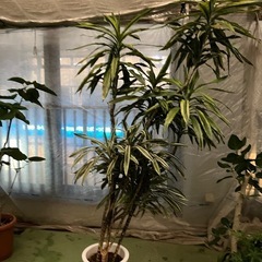 観葉植物　ドラセナレモンライム