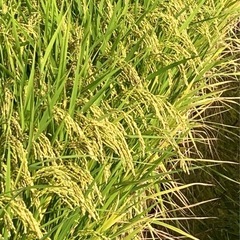 68☆☆(令和６年産米販売終了)　(令和7年産米仮予約中)ひのひ...