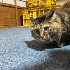 ☆珍しい長毛種ノラ☆ブラシ大好き女の子☆推定7〜8歳☆ - 里親募集