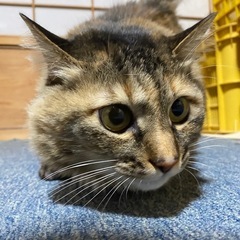 ☆珍しい長毛種ノラ☆ブラシ大好き女の子☆推定7〜8歳☆ - 猫