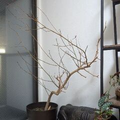エバーフレッシュ