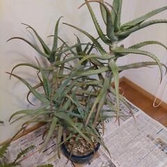観葉植物（アロエ）の画像