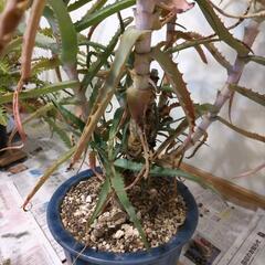 観葉植物（アロエ）の画像