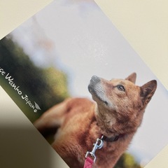 Peace Wanko Japan 犬のポストカード