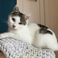 犬っぽすぎる白きじ猫　北斗
