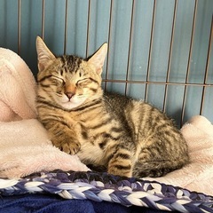 キレイな麦とらクリス - 猫